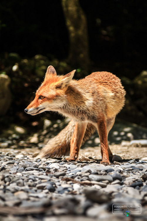 photo renard plage canyon verdon